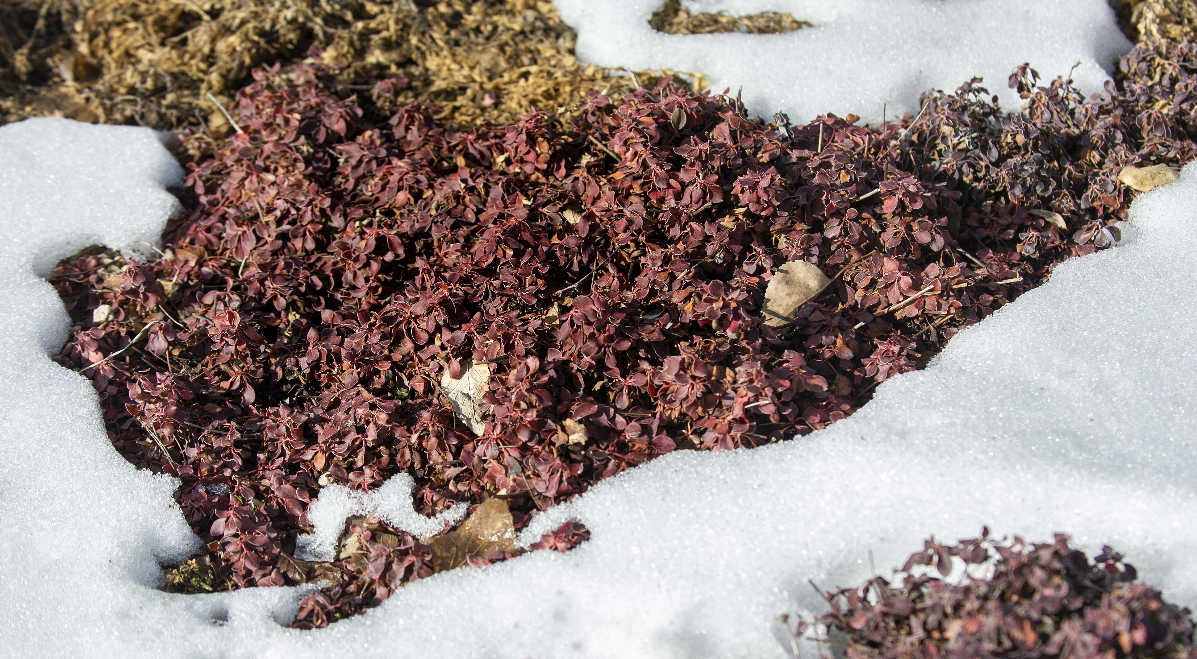 Kannah Creek Buckwheat